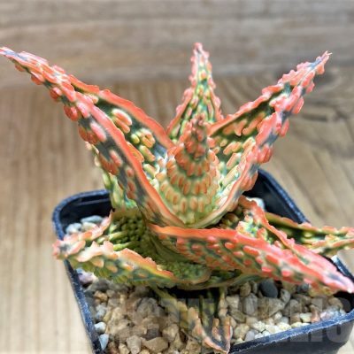 SH12461 Aloe TCT hybrid