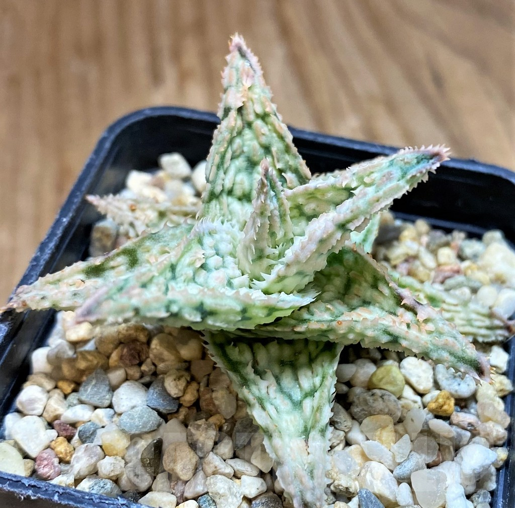 SH12463 Aloe TCT hybrid