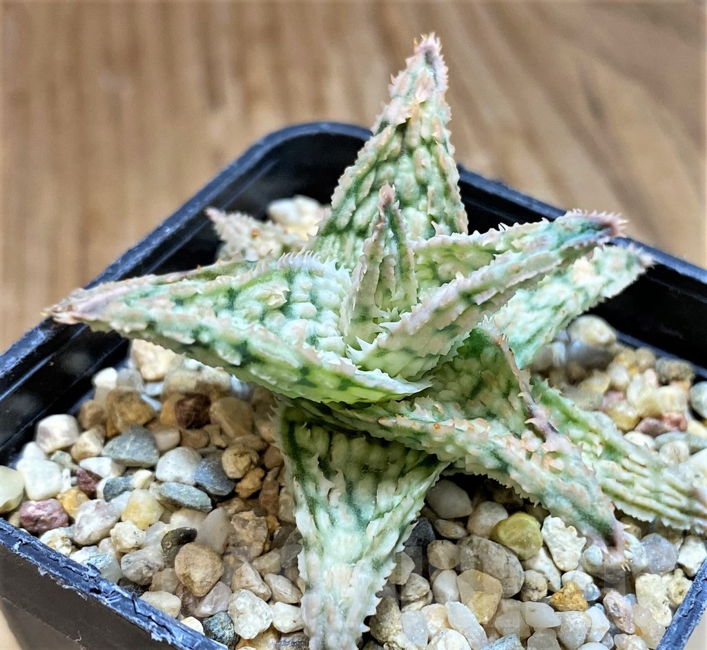 SH12463 Aloe TCT hybrid - Image 2