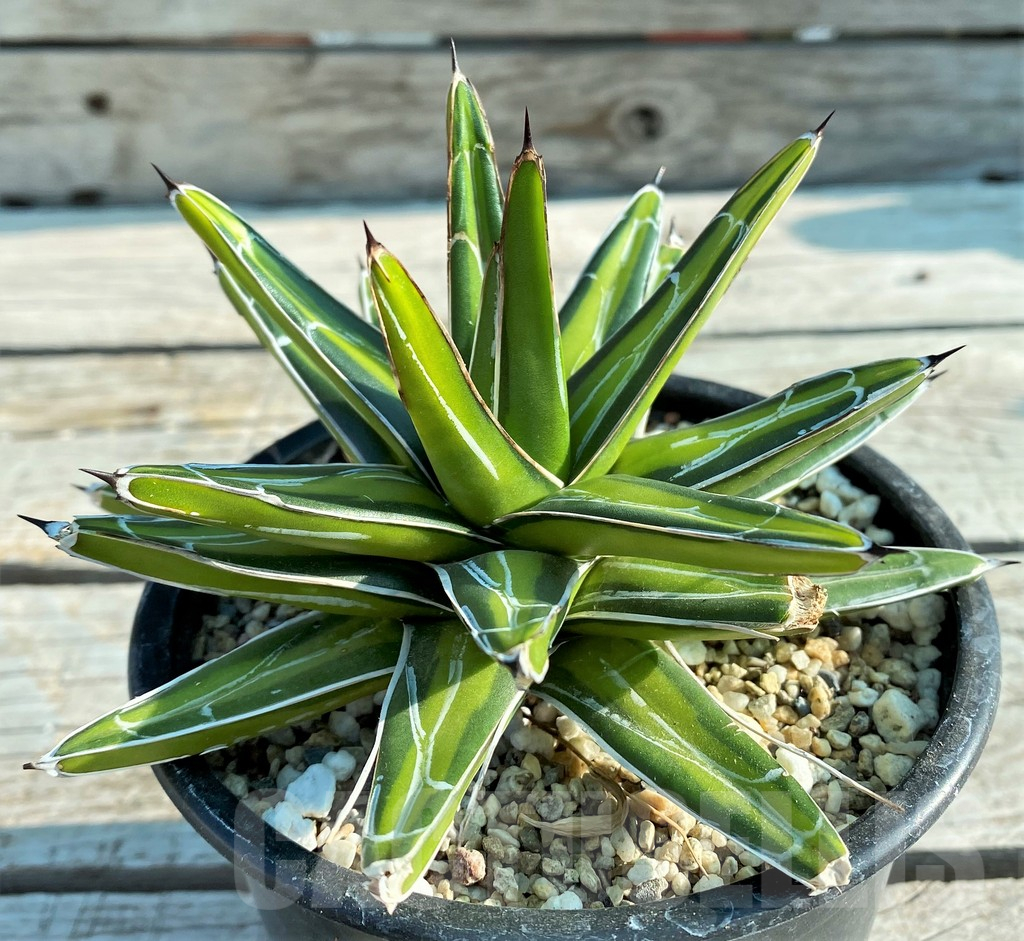 SH12403 Agave victoriae-reginae f. variegata