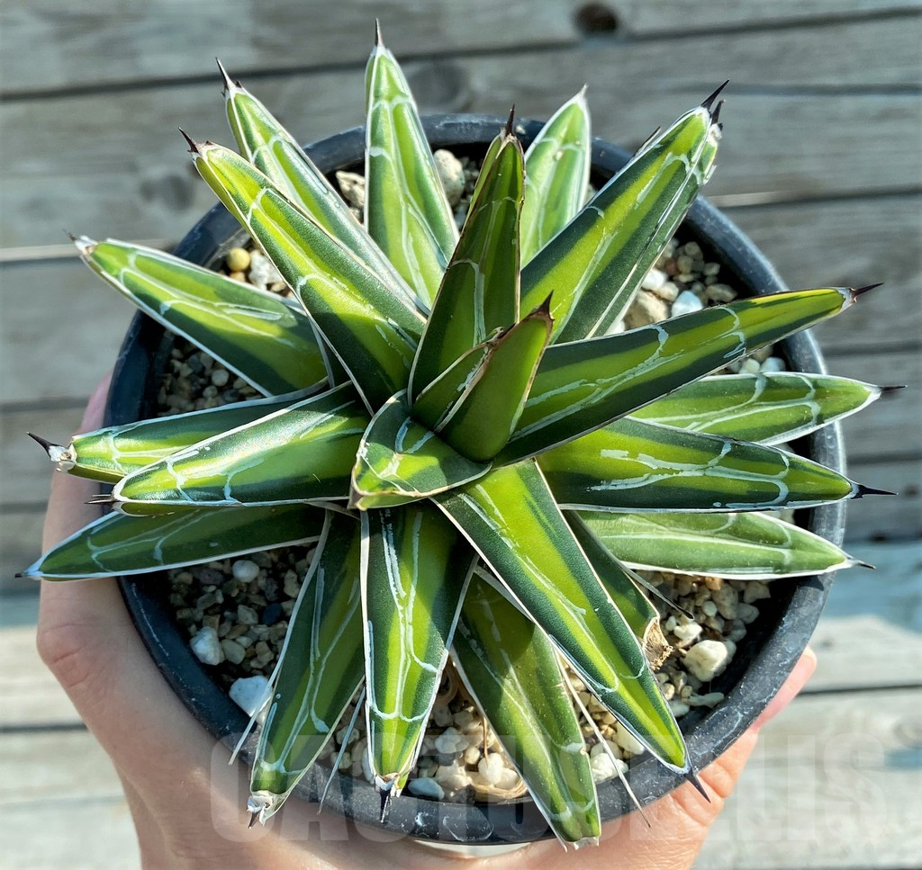 SH12403 Agave victoriae-reginae f. variegata - Image 2