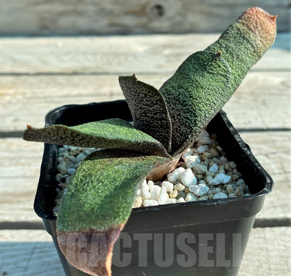SH12413 Gasteria batesiana - Image 2