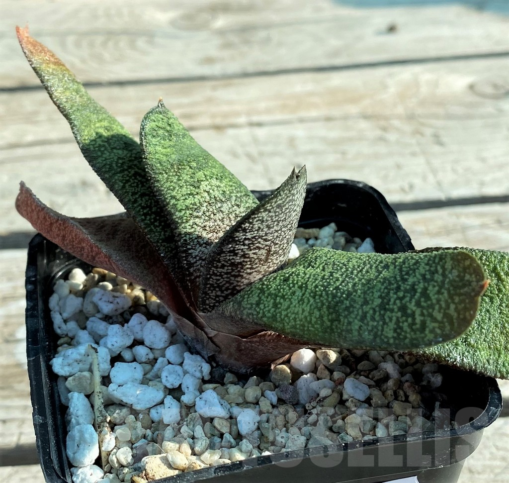 SH12413 Gasteria batesiana