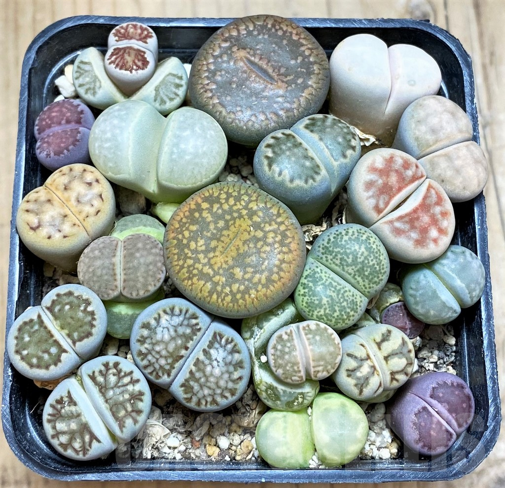 SH12416 Lithops mix