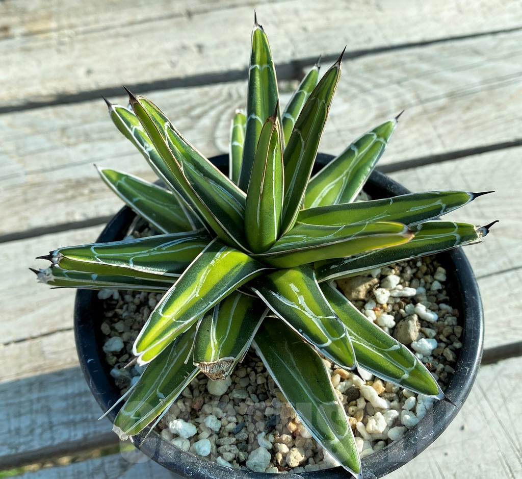 SH12403 Agave victoriae-reginae f. variegata - Image 3