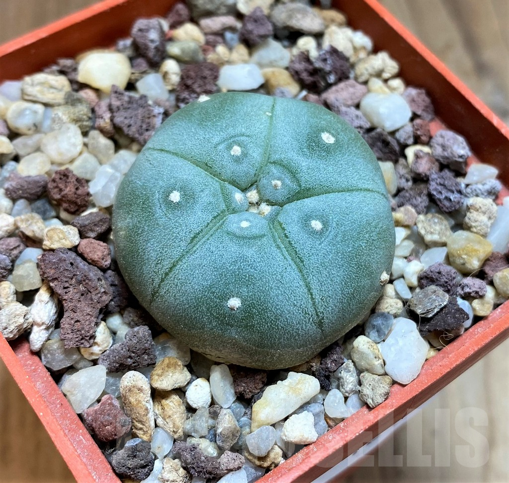 SH12420 Anhalonium grumii