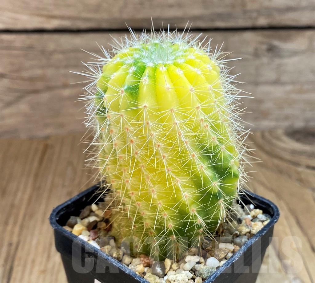 SH12422 Echinopsis hybrid. f. variegata - Image 2