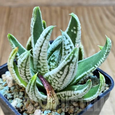 SH11116 Haworthia pumila 'Emperor'