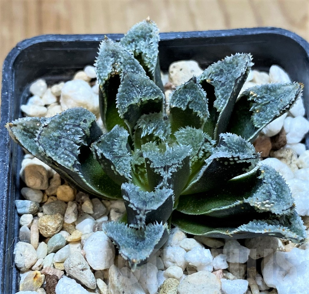SH11094 Haworthia 'Kegazato' hybrid - Image 2