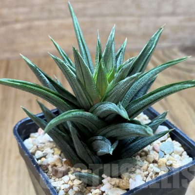 SH11096 Haworthia tortuosa f. variegata