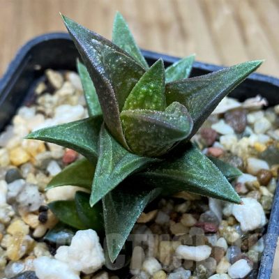 SH11098 Haworthia nigra x pygmaea