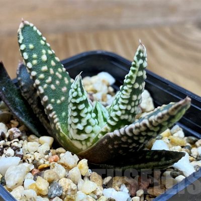 SH11100 Haworthia pumila 'Donut'
