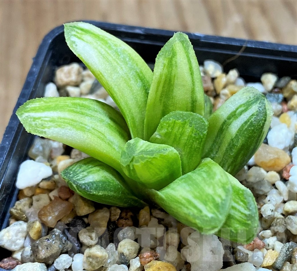 SH11107 Haworthia 'Gold rush' - Image 2
