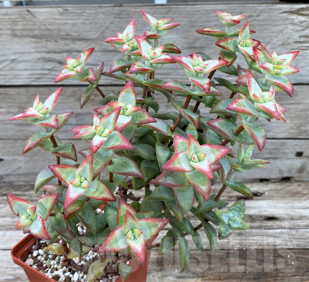 SH13915 Crassula rupestris 'High Voltage', old 8 years