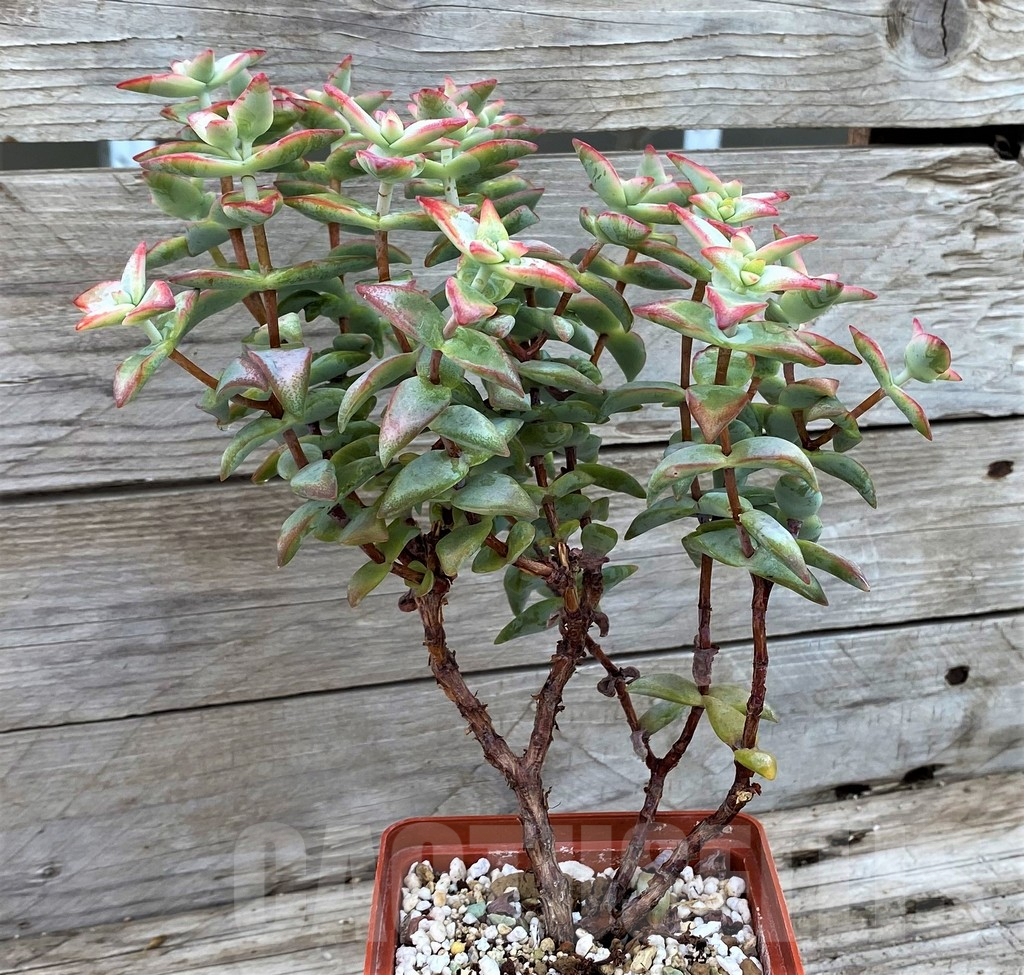 SH13915 Crassula rupestris 'High Voltage', old 8 years - Image 2