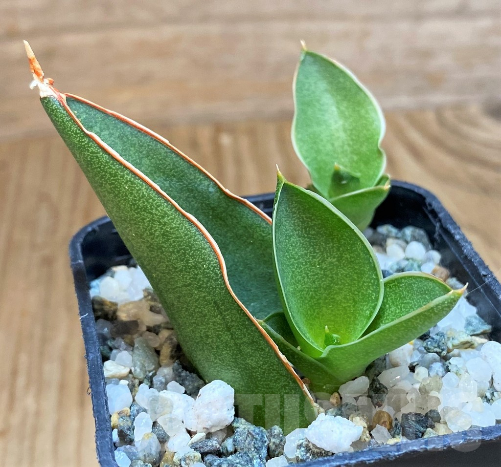 SH13886 Sansevieria 'Bonny'