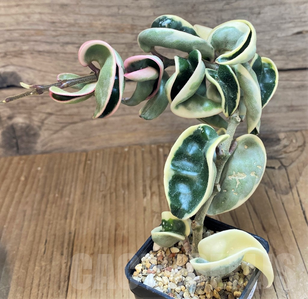 SH13933 Hoya carnosa compacta f. variegata - Image 3