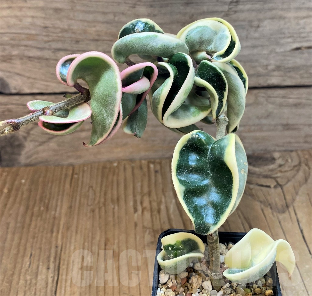 SH13933 Hoya carnosa compacta f. variegata - Image 2