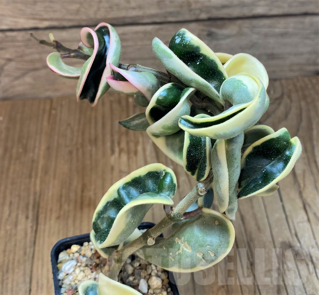 SH13933 Hoya carnosa compacta f. variegata