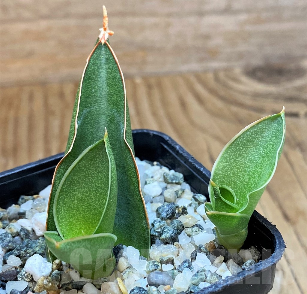SH13886 Sansevieria 'Bonny' - Image 2