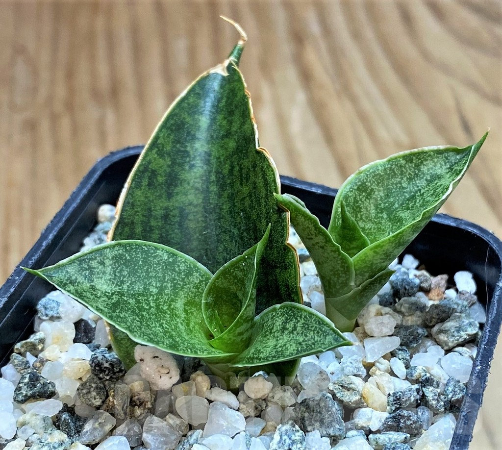 SH13872 Sansevieria 'Sindoro'