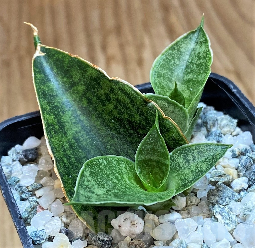 SH13872 Sansevieria 'Sindoro' - Image 2