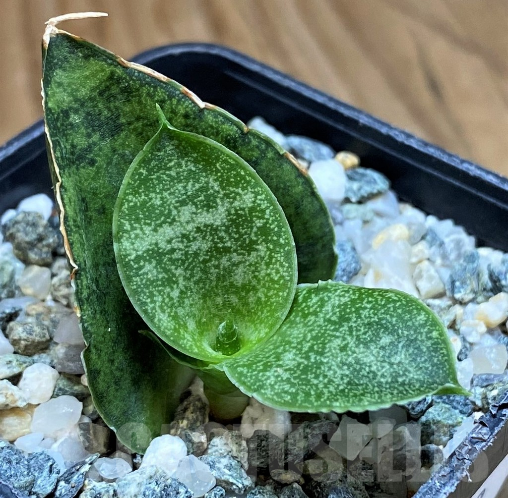 SH13873 Sansevieria 'Frozen Rose'