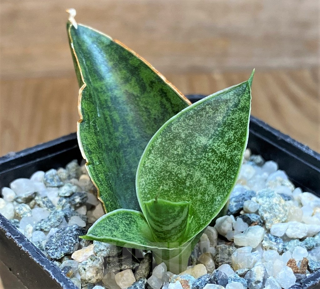 SH13887 Sansevieria 'Sindoro'