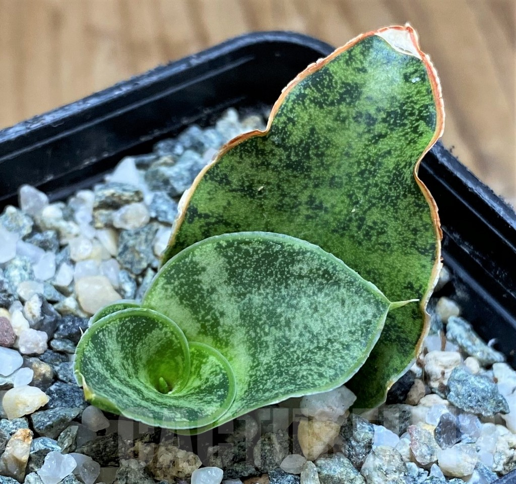 SH13880 Sansevieria 'Snow Flake'