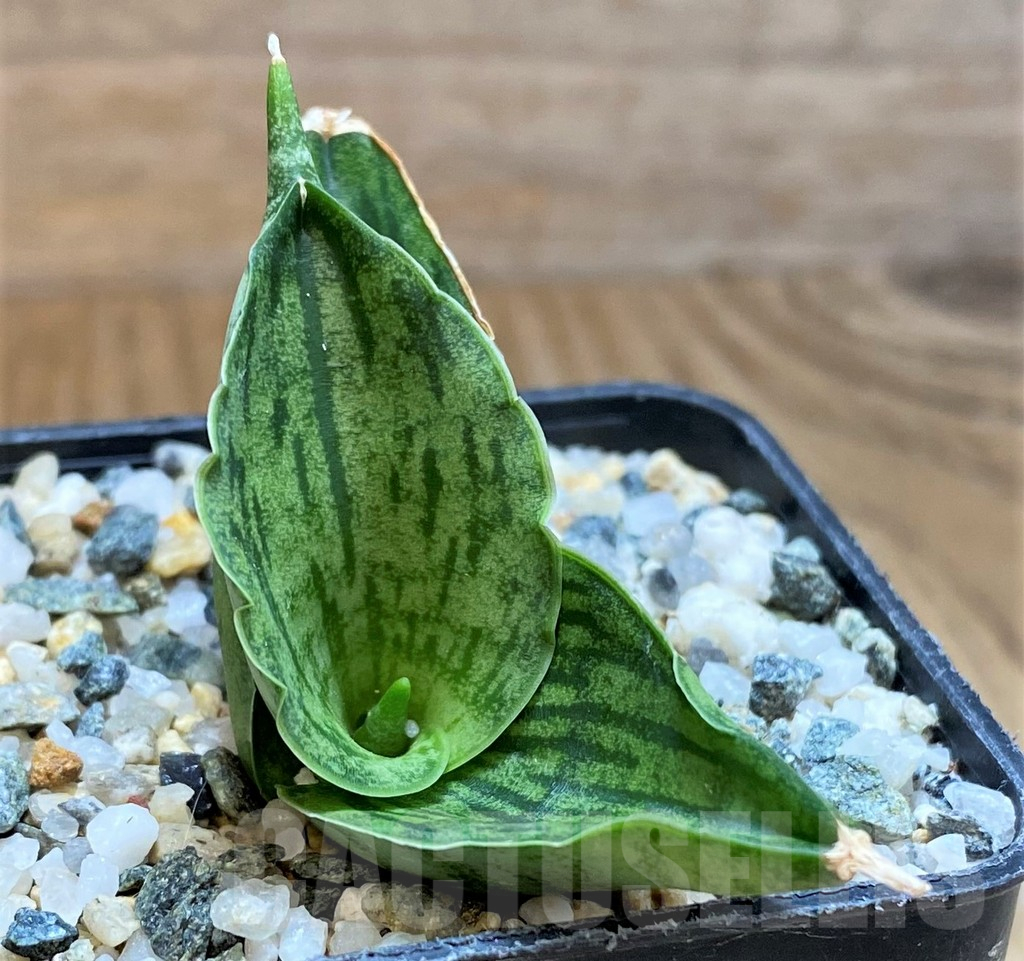SH13881 Sansevieria 'Hobbit' - Image 2