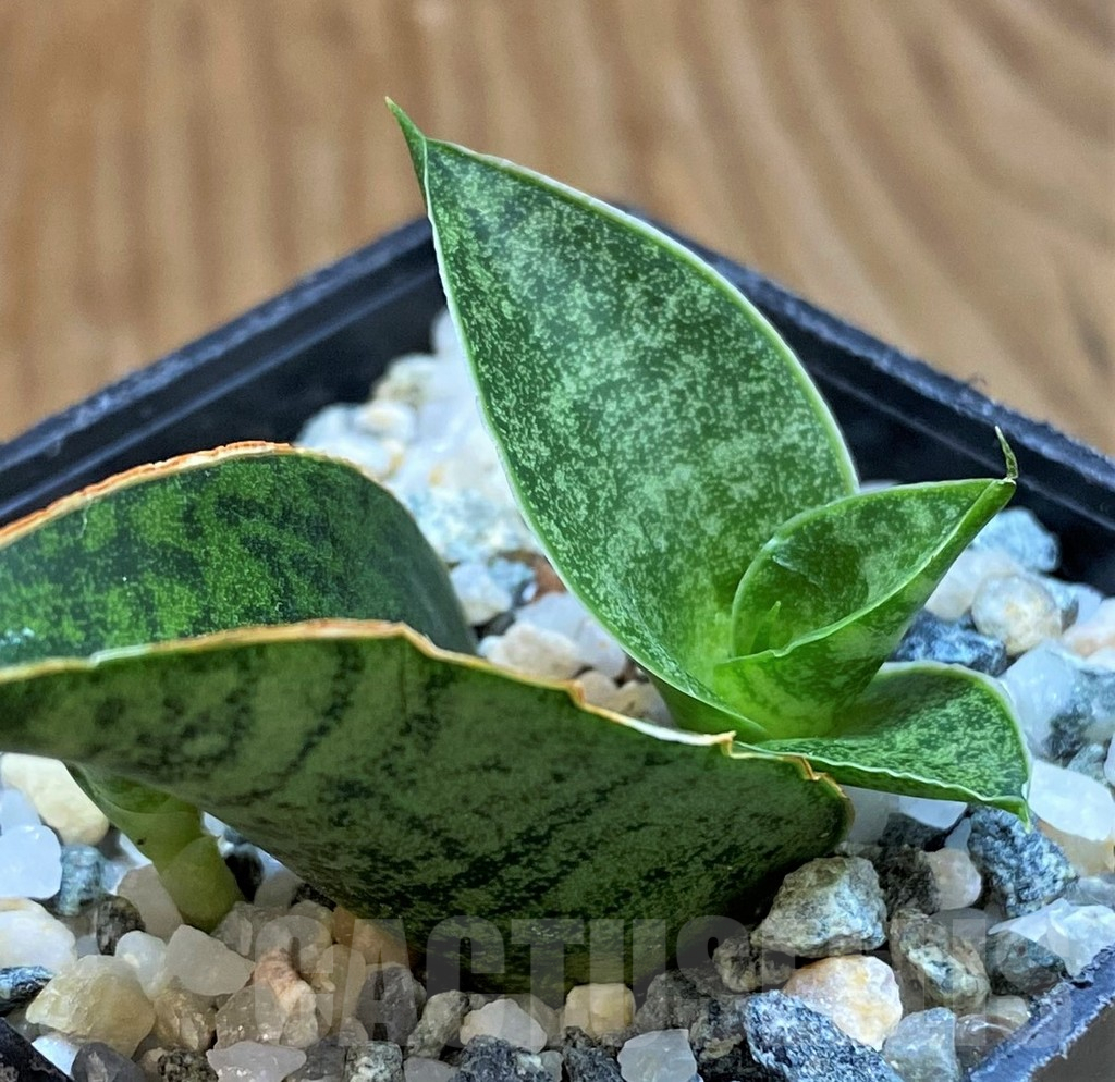 SH13887 Sansevieria 'Sindoro' - Image 2