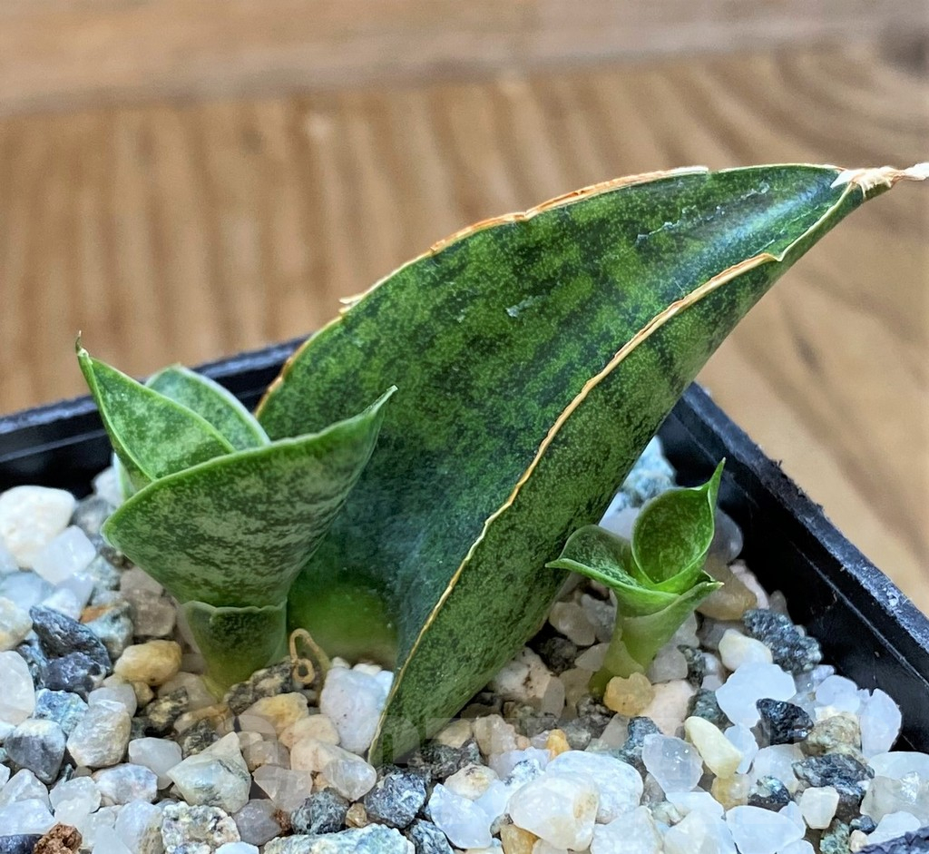 SH13887 Sansevieria 'Sindoro' - Image 3