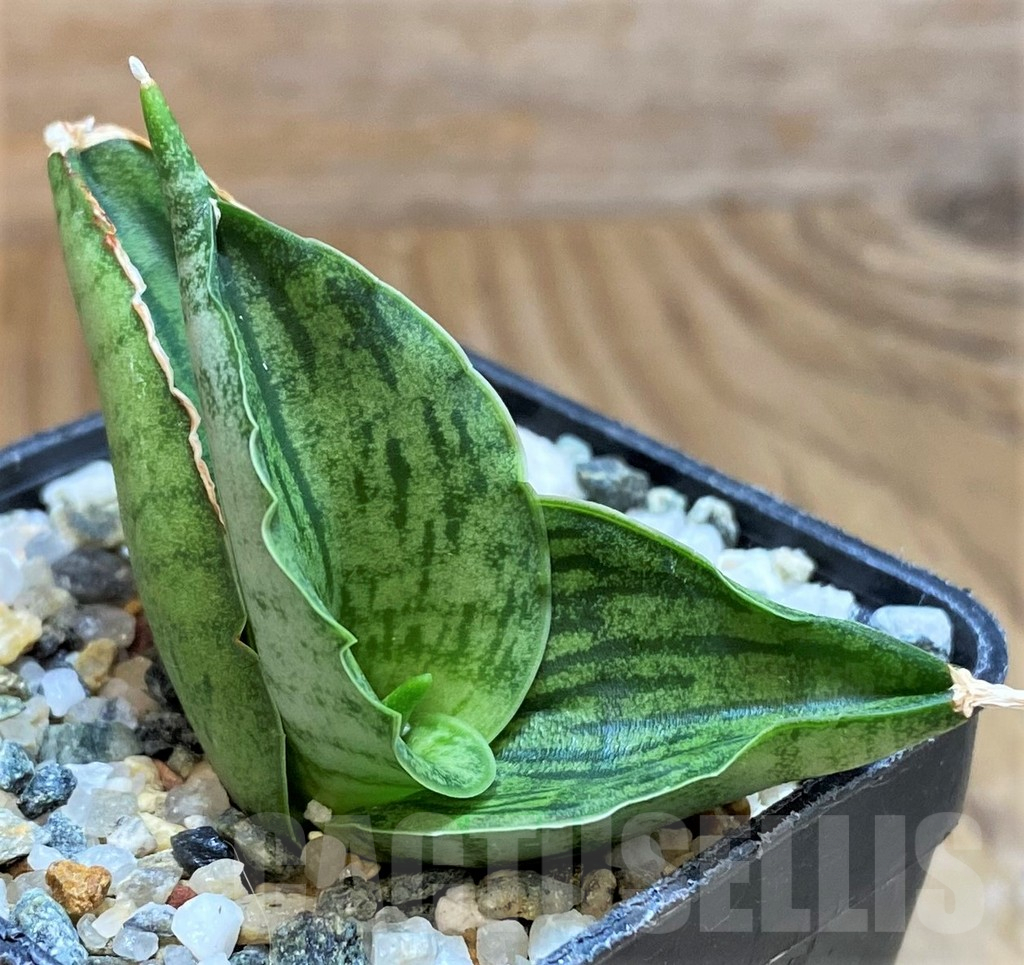 SH13881 Sansevieria 'Hobbit'
