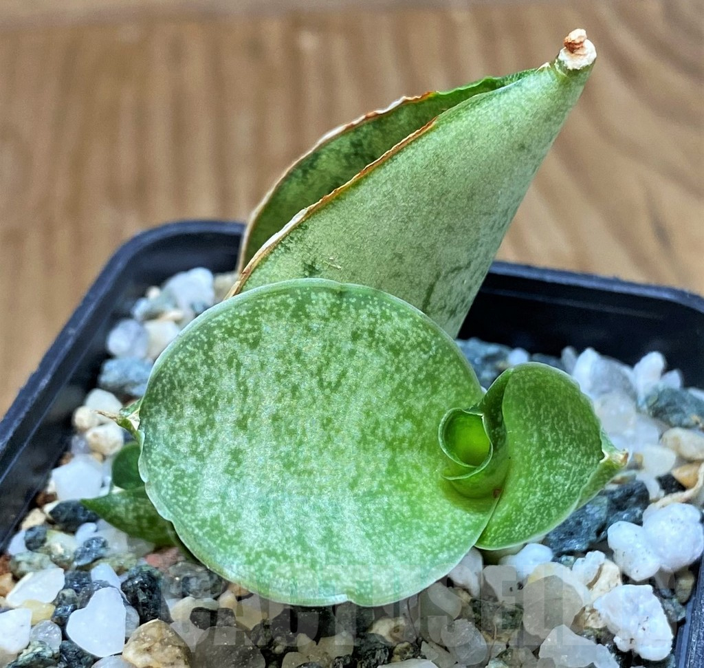 SH13894 Sansevieria 'Meedee'