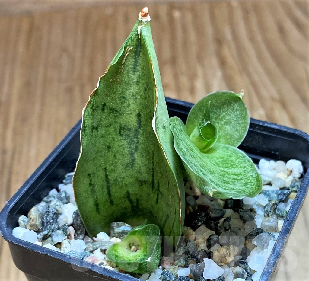 SH13894 Sansevieria 'Meedee' - Image 2