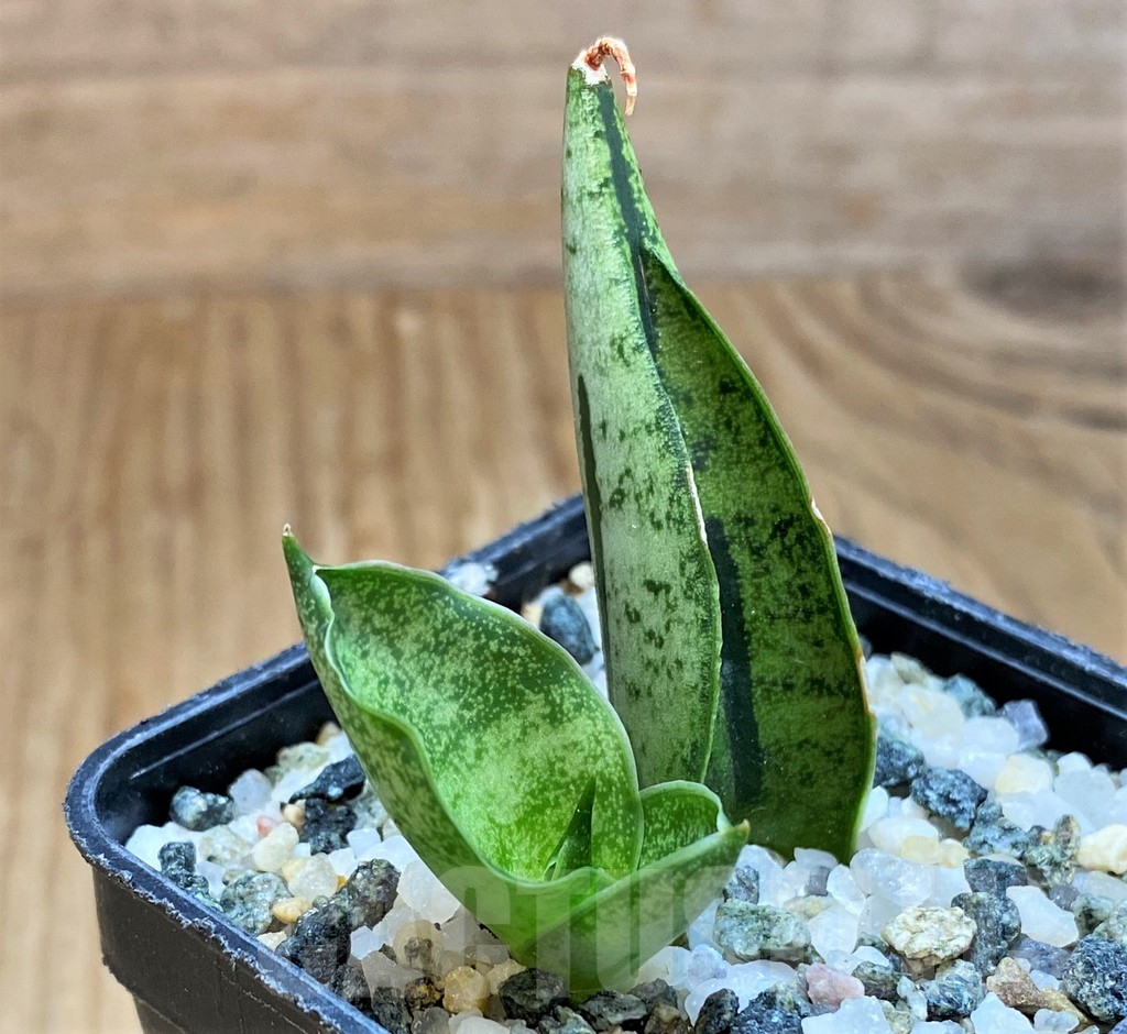 SH13895 Sansevieria 'Fatman' - Image 2