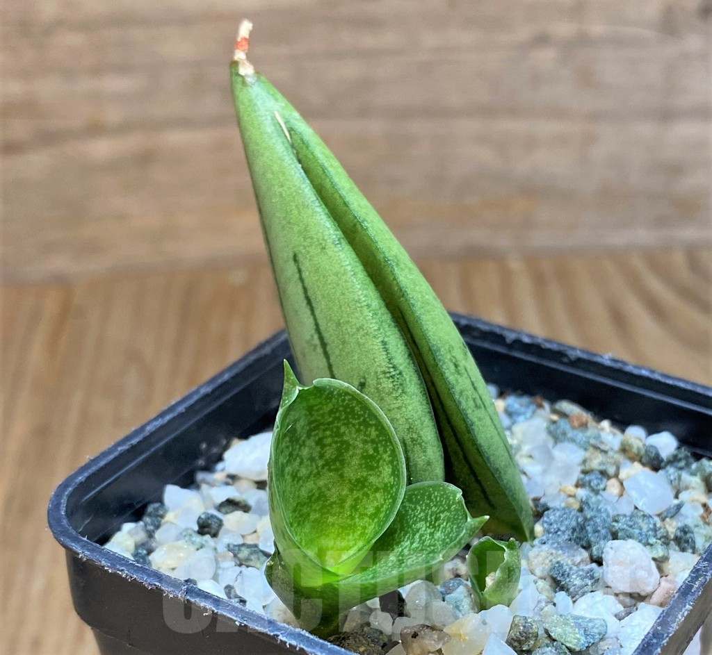 SH13896 Sansevieria 'Meedee'