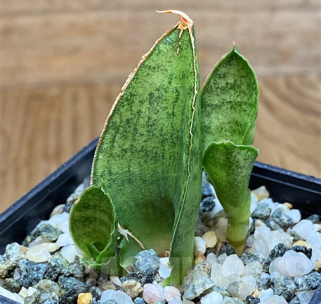 SH13898 Sansevieria 'Pagoda' - Image 2