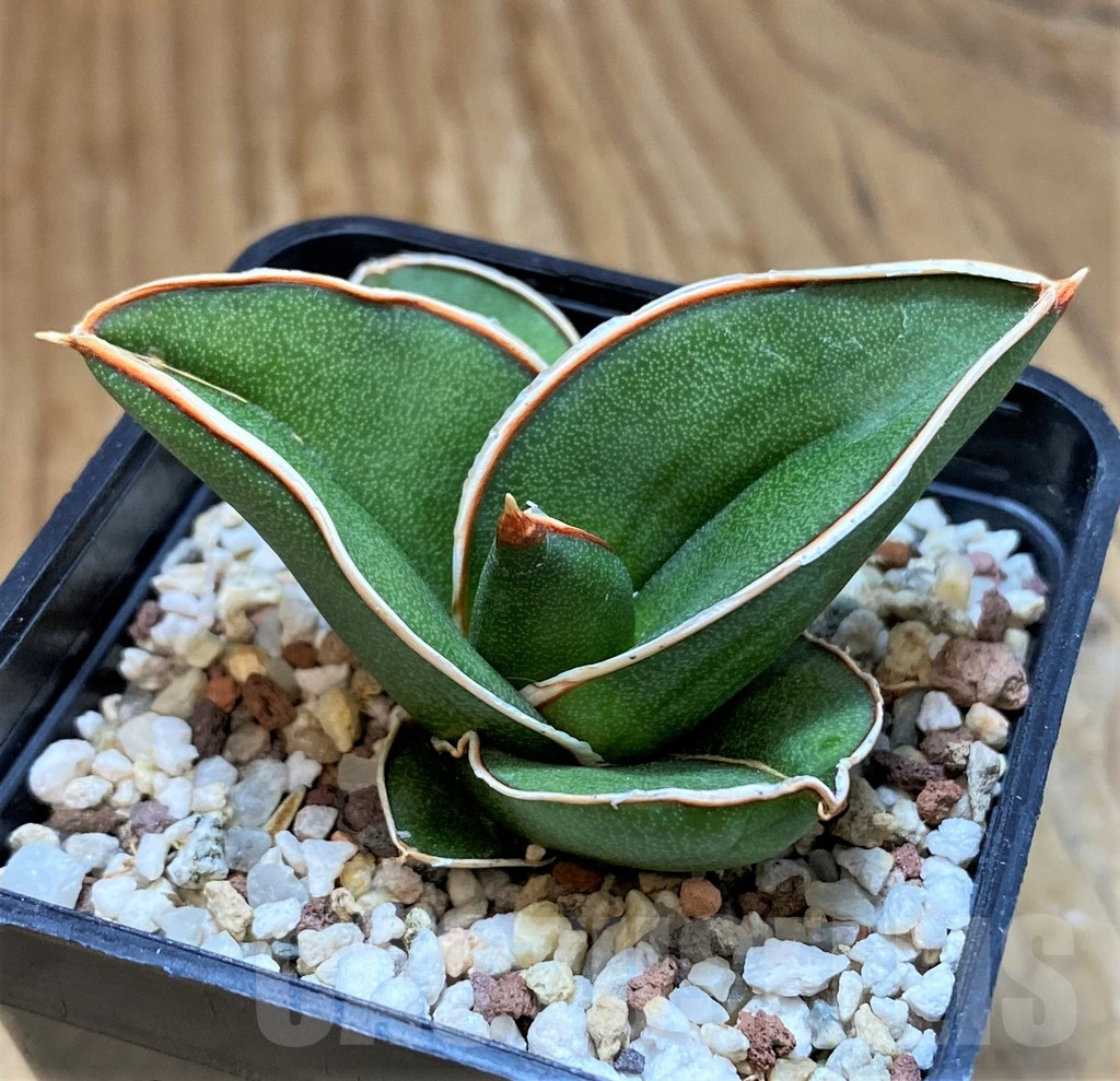 SH13899 Sansevieria ‘Samurai’ - Image 3