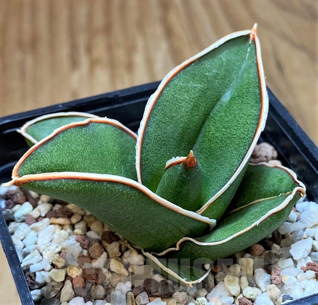 SH13899 Sansevieria ‘Samurai’ - Image 2