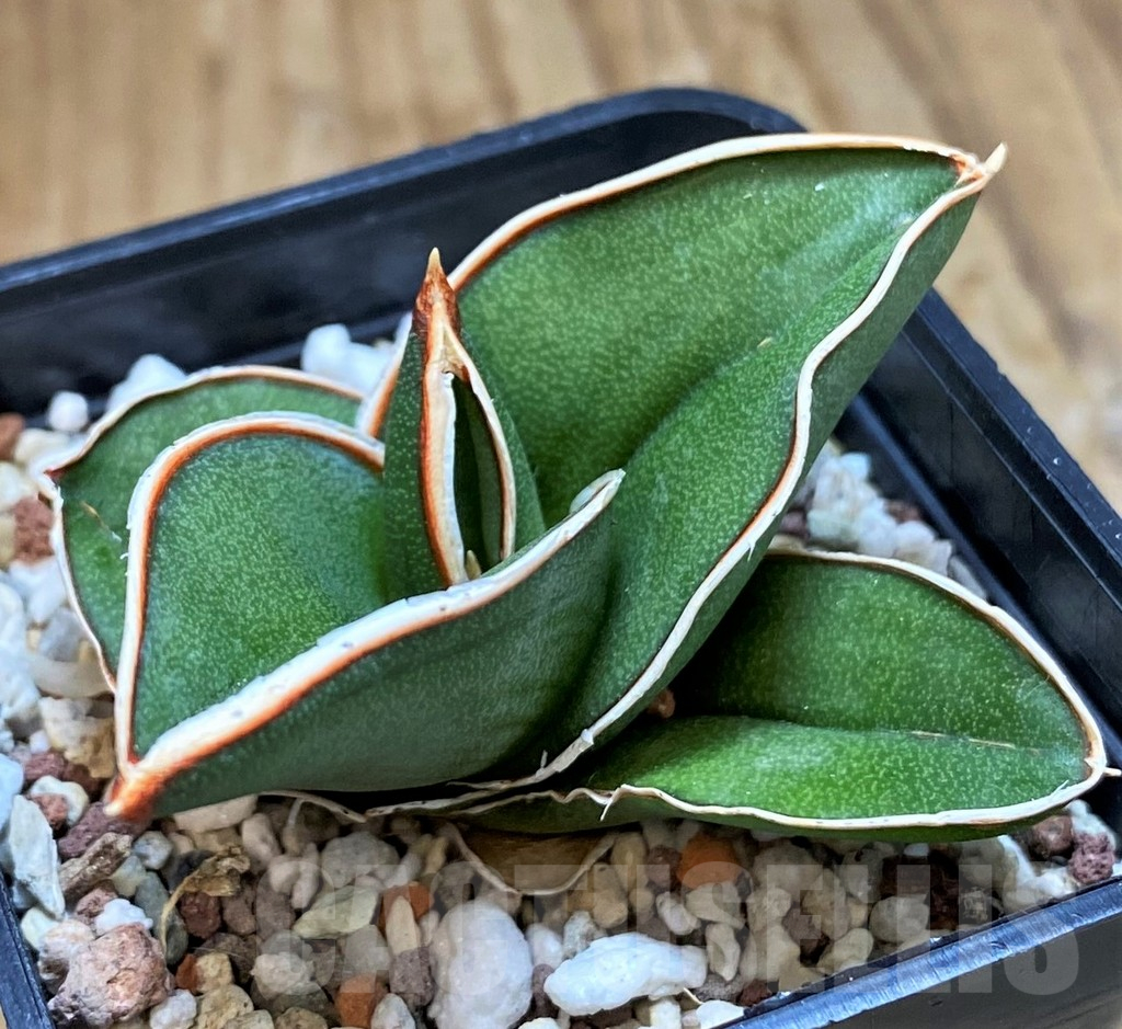 SH13899 Sansevieria ‘Samurai’