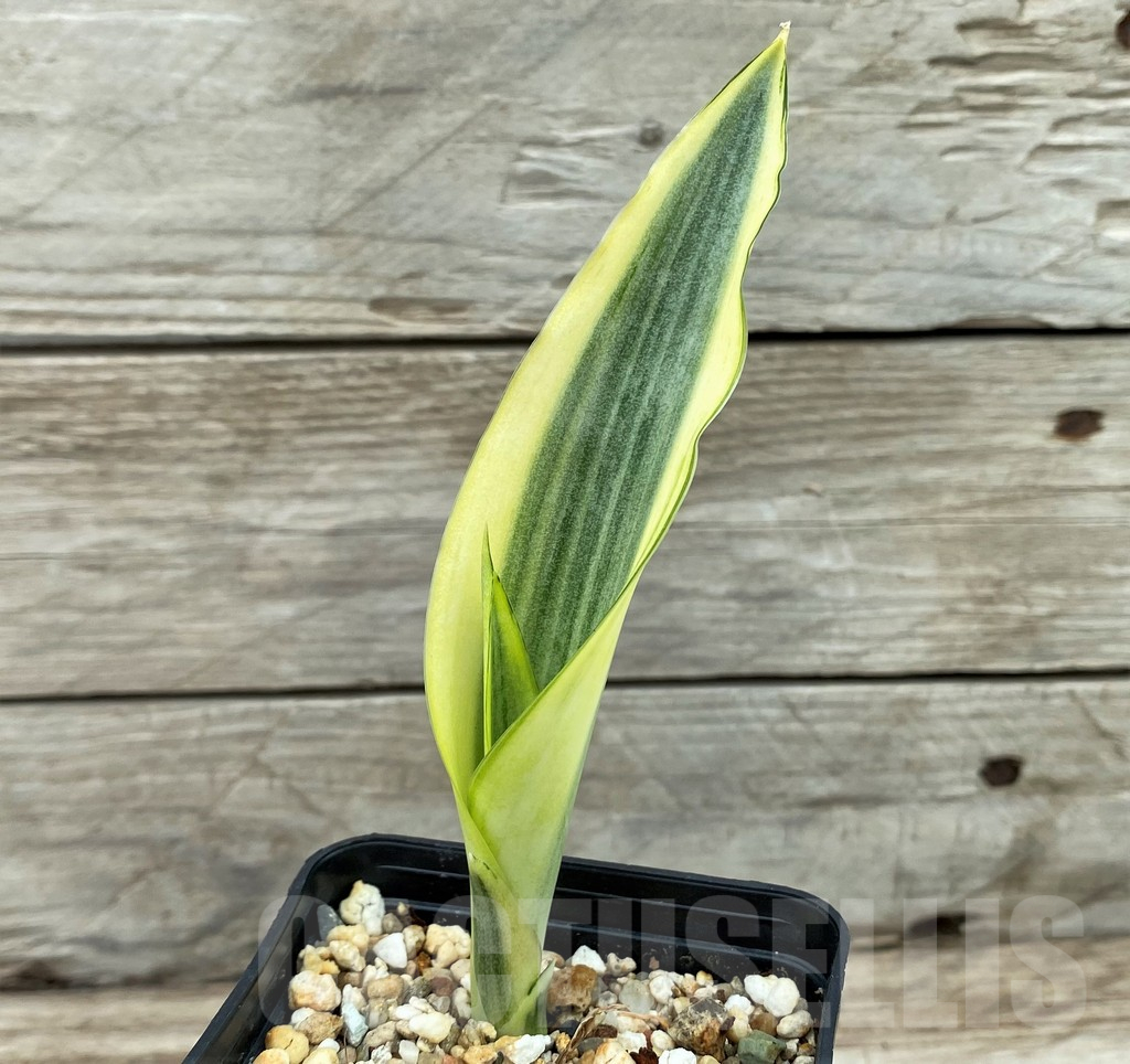 SH13900 Sansevieria metallica ‘Silver’