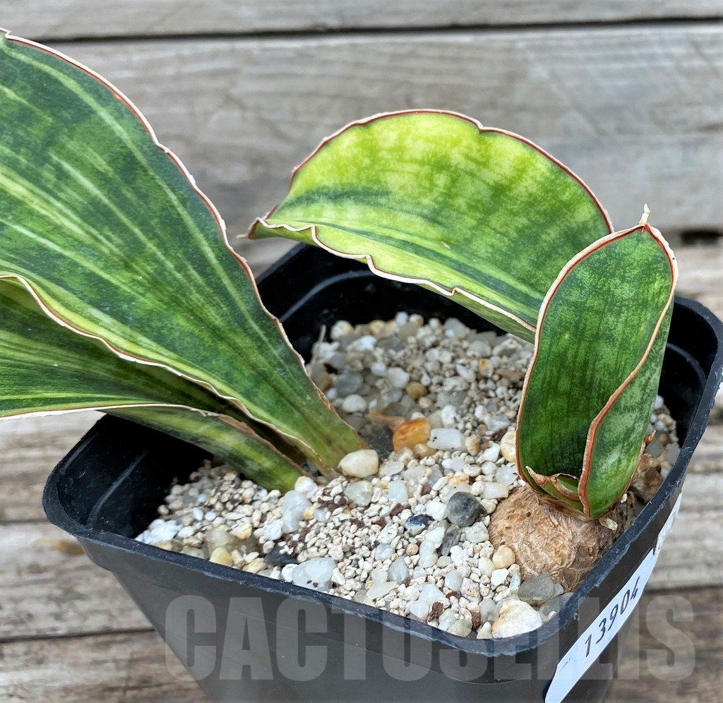 SH13904 Sansevieria 'Macrophylla' f. variegata