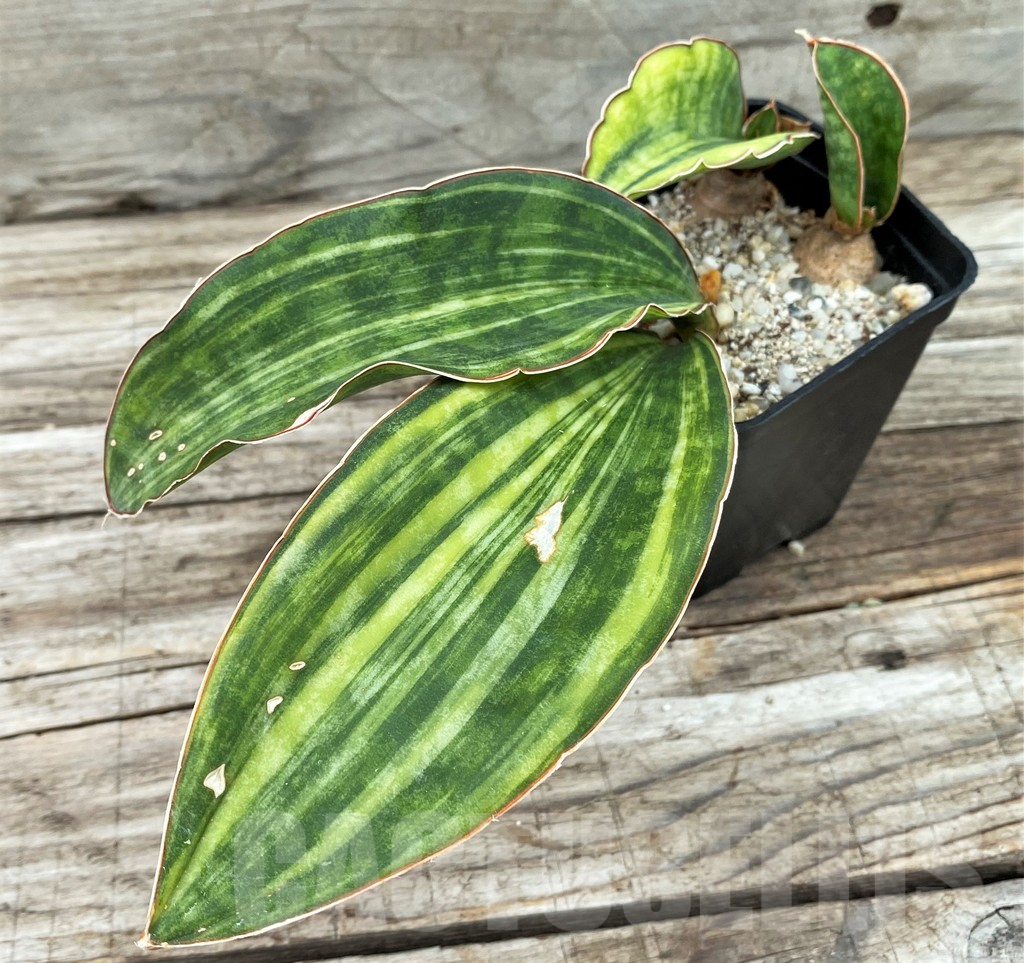 SH13904 Sansevieria 'Macrophylla' f. variegata - Image 3
