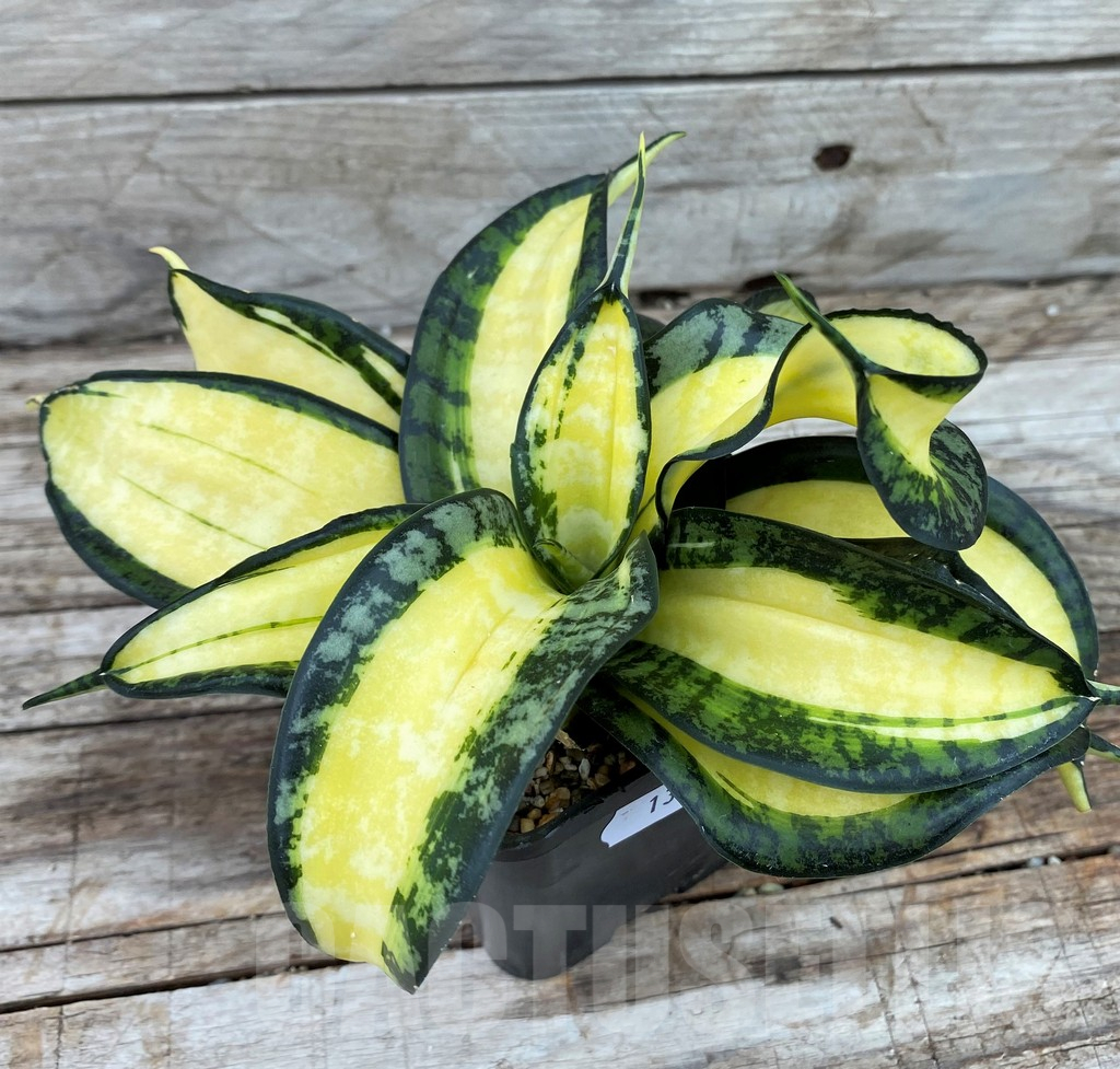 SH13907 Sansevieria 'Golden Wendy'