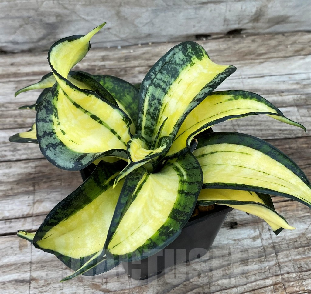 SH13907 Sansevieria 'Golden Wendy' - Image 2