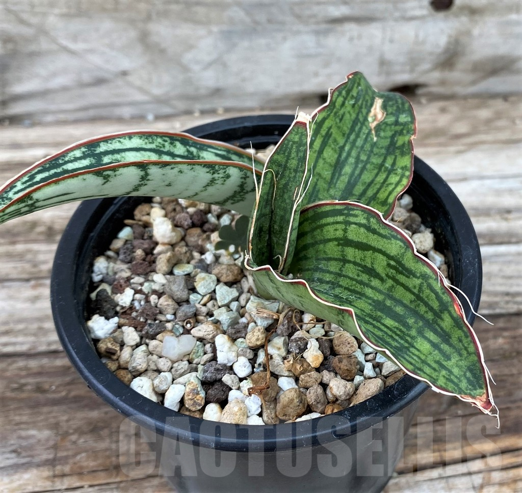 SH13909 Sansevieria 'Cleopatra' - Image 3
