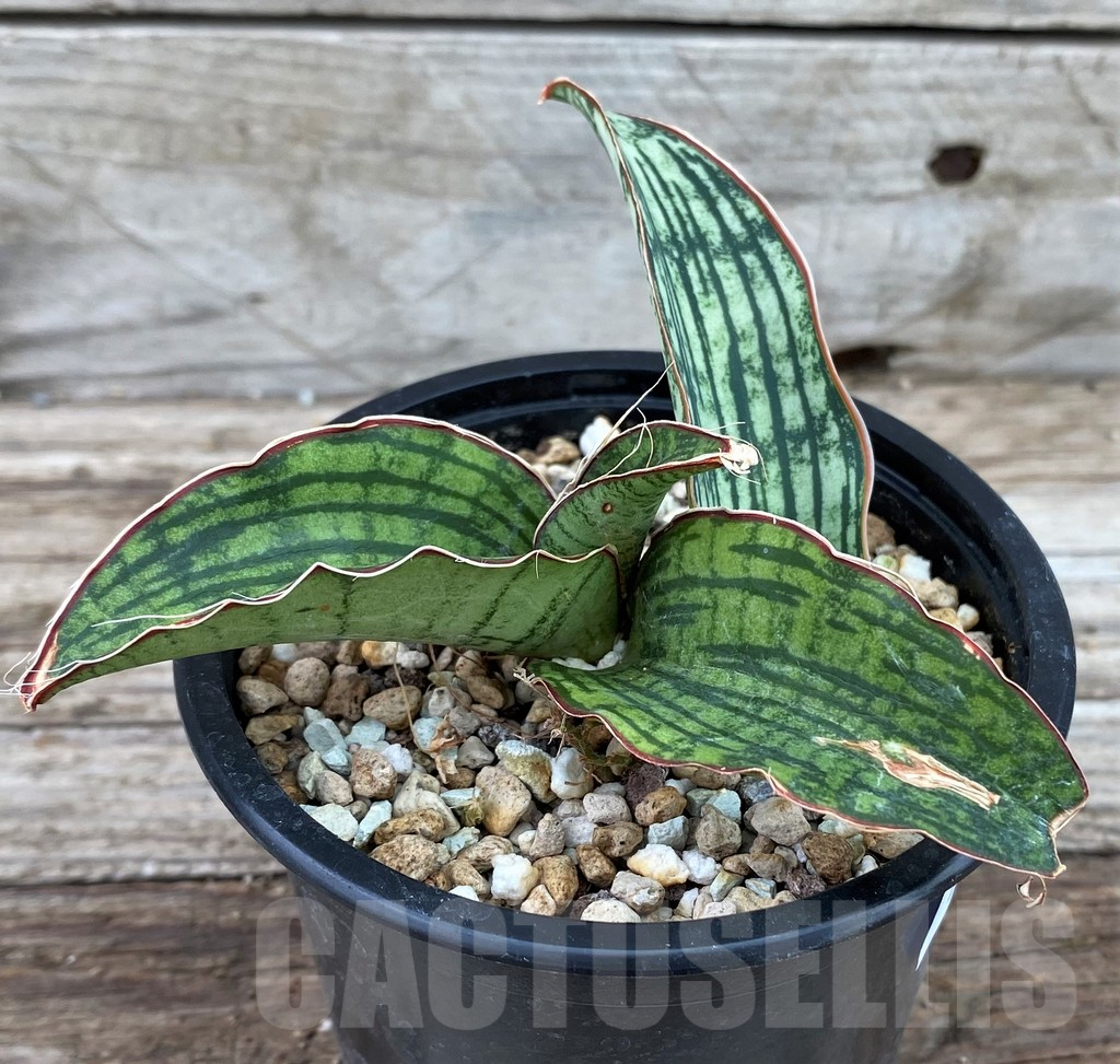 SH13909 Sansevieria 'Cleopatra' - Image 2