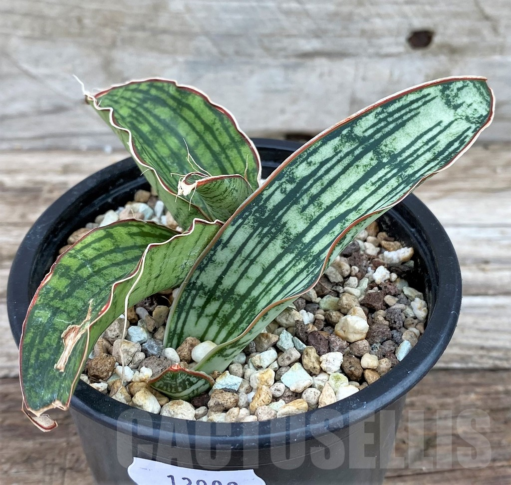 SH13909 Sansevieria 'Cleopatra'