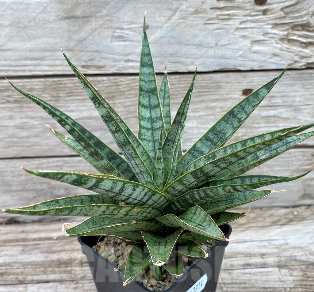 SH13911 Sansevieria 'Sweet Celery'